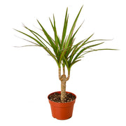 Dracaena ‘Marginata Cane’ 4"