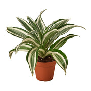 Dracaena 'White Jewel' 4"