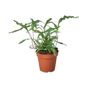 Fern 'Kangaroo Paw' 4"