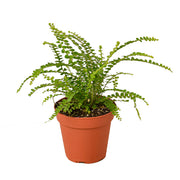 Fern 'Lemon Button' 4"