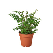 Fern 'Mahogany' 4"