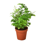 Fern 'Maidenhair' 4"