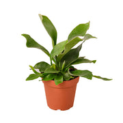 Fern 'Staghorn' 4"