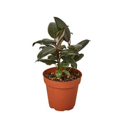 Ficus 'Burgundy' 4"