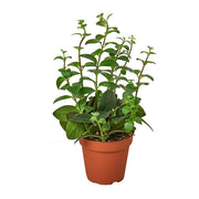 Lipstick 'Classic' 4"