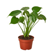 Monstera Deliciosa 4"
