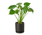 Monstera Deliciosa Black Cylinder Pot