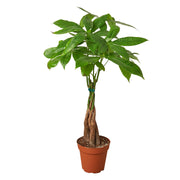 Money Tree
