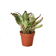 Peperomia 'Ginny' 4"