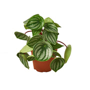 Peperomia 'Watermelon' 4"