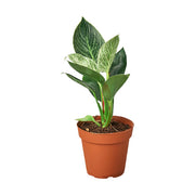 Philodendron 'Birkin' 4"