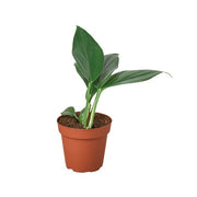 Philodendron 'Dragon Tail' 4"