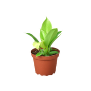 Philodendron 'Moonlight' 4"