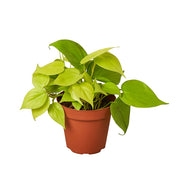 Philodendron 'Neon' 4"