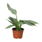 Philodendron 'Silver Sword' 4"