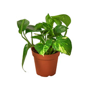 Pothos 'Golden' 4"