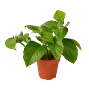 Pothos 'Green' 4"