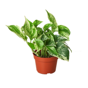 Pothos 'Marble Queen' 4"