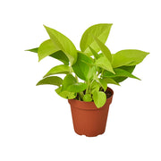 Pothos ‘Neon’ 4"