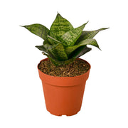 Snake Plant 'Forest Star' 4"
