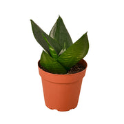 Snake Plant 'Jade Star' 4"