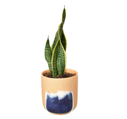 Snake Plant 'Laurentii' & Pot