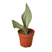 Snake Plant 'Moonshine' 4"