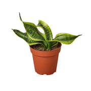 Snake Plant 'Twist' 4"