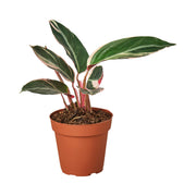 Stromanthe 'Triostar' 4"