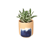 Succulent 'Panda Plant' Huey Pot