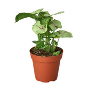 Syngonium 'Roxanna' 4"