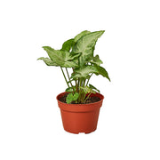 Syngonium 'White Butterfly' 4"