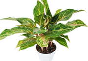 Chinese Evergreen 'Sparkling Sarah'