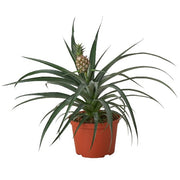 Bromeliad 'Pineapple Yellow' 6"