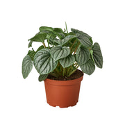 Peperomia 'Frost' 6"