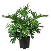 Philodendron 'Lickety Split' 8"