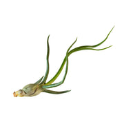 Air Plant 'Bulbosa'