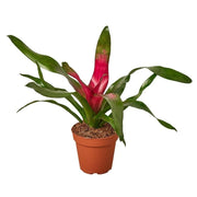 BROMELIAD DONNA
