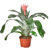 6_BROMELIAD_SILVER.VASE1