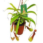 Carnivorous 'Monkey Cup' Plant
