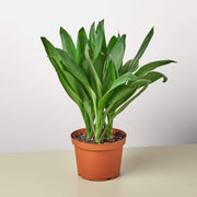 6_CORDYLINE_GLAUCA1