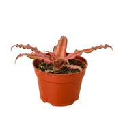 CRYPTANTHUS PINK STAR
