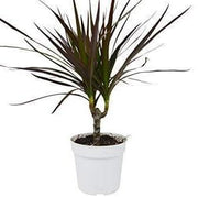 Dracaena 'Marginata Magenta' 4