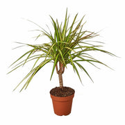 Dracaena Marginata 'Sunray' 1