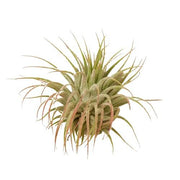 Air Plant ‘Ionantha Guatemala’