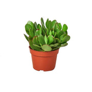 Jade Succulent 'Crassula'