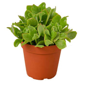 Ripple Jade Succulent