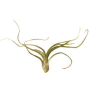 AIR_PSEUDOBAILEYI