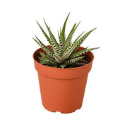 4_SUCC_HAWORTHIA_ZEBRA1