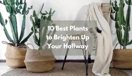 10 Best Plants to Brighten Up Your Hallway